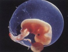 俄罗斯试管婴儿囊胚有必要培育嘛？